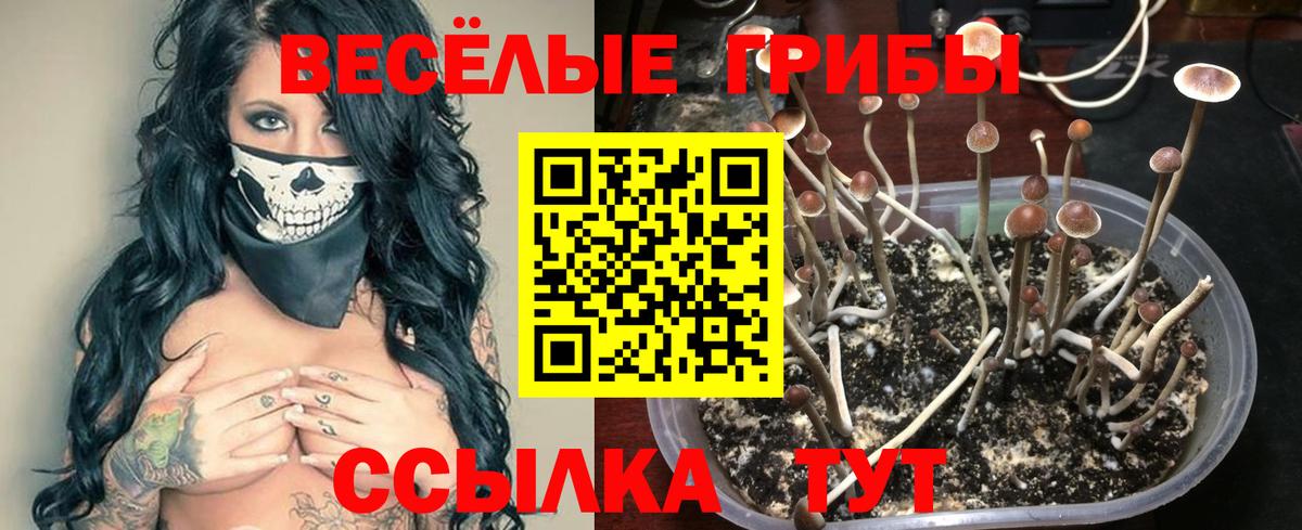 Чайковский  Псилоцибиновые грибы Magic Shrooms  Галлюциногенные грибы Psilocybe  Вход с VPN 